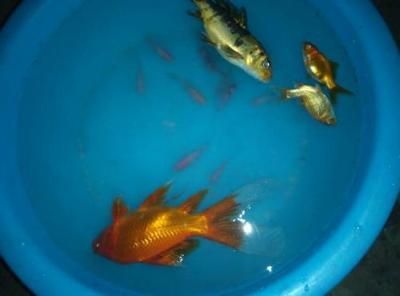 虎魚(yú)黑怎么辦：虎魚(yú)體色變黑可能是因?yàn)樗|(zhì)問(wèn)題， 虎魚(yú)百科 第2張