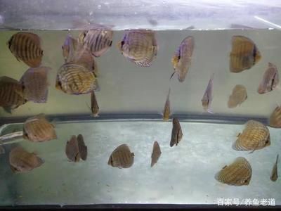 龍魚幼魚怎么養(yǎng)殖方法和技巧：龍魚幼魚怎么養(yǎng)殖環(huán)境需要滿足其特定的生活習性和水質要求 龍魚百科 第2張