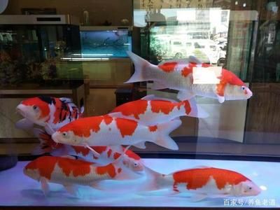 大型錦鯉魚(yú)缸推薦品種：大型錦鯉魚(yú)缸的錦鯉品種