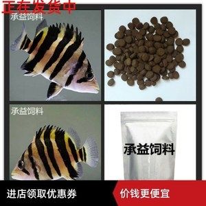 印尼虎魚一天喂幾次飼料：印尼虎魚喂食頻率主要取決于它們的年齡和飲食習慣 虎魚百科 第3張