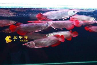 紅眼白子魟魚(yú)：紅眼白子魟魚(yú)是一種什么樣的魚(yú)？