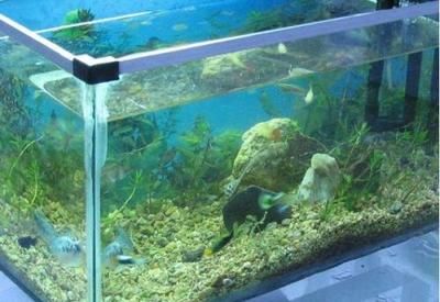 大型魚缸水族箱玻璃膠怎么用：大型魚缸水族箱玻璃膠怎么用具體步驟和注意事項(xiàng) 魚缸百科 第4張