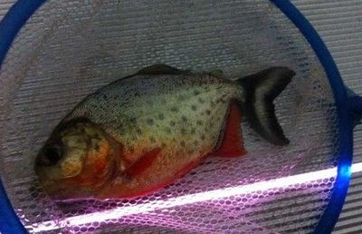 虎魚為什么會突然死了：虎魚為什么突然死了 虎魚百科 第1張