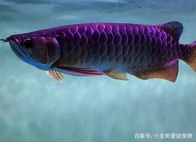 彩蝶魚缸和博特魚缸那個好：彩蝶魚缸和博特魚缸各有優(yōu)缺點哪個更好