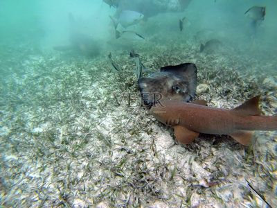 魟魚到家怎么過水：魟魚到家后過水是一個重要的環(huán)節(jié)，避免因環(huán)境變化過大導(dǎo)致死亡 魟魚百科 第1張