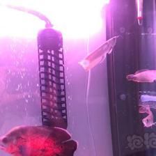 飼養(yǎng)魟魚可不可以在魚缸底下放嘿嘿金剛砂 魟魚百科