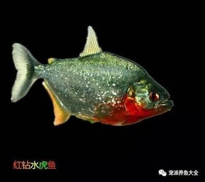 虎魚身上有黑斑怎么辦：虎魚身上出現(xiàn)黑斑可能是由于黑斑病，虎魚身上出現(xiàn)黑斑怎么辦 虎魚百科 第3張