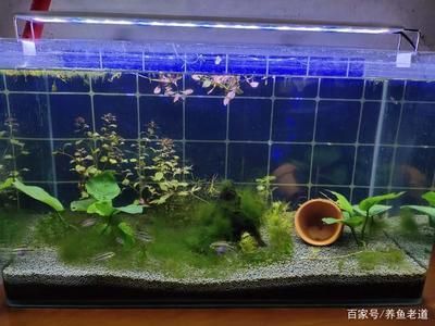 超市魚缸養(yǎng)魚為什么老是會死魚：超市魚缸養(yǎng)魚老死的原因及解決辦法魚缸養(yǎng)魚的注意事項 魚缸百科 第1張