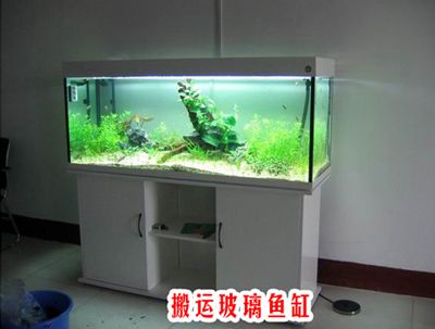 大型魚缸怎么運(yùn)輸好：大型魚缸養(yǎng)護(hù)注意事項(xiàng) 魚缸百科 第4張