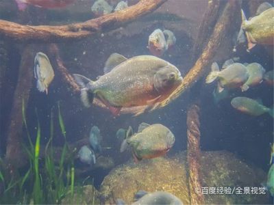 虎魚喂多了怎么辦：虎魚喂食過多了怎么辦 虎魚百科 第3張