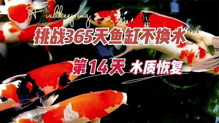 彩蝶魚缸能用幾年不換水嗎視頻：彩蝶魚缸使用壽命一般在10年左右可以長時(shí)間不換水