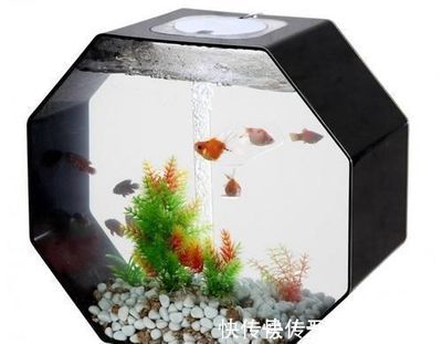 氨氮 魚缸：管理魚缸中的氨氮含量 魚缸百科 第3張