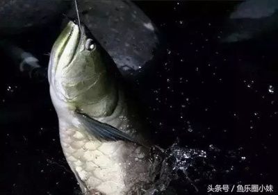 魟魚過水多長時間開口好釣：魟魚過水多長時間開口好釣[需手動填充][需手動填充]魚過水多長時間開口好釣 魟魚百科 第2張