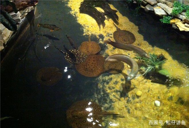 魟魚魚池：魟魚魚池的建設與養(yǎng)護 魟魚百科 第2張