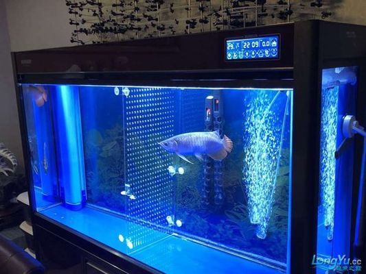 彩蝶魚缸水位忽高忽低怎么回事兒：彩蝶魚缸水位忽高忽低是什么原因引起的？ 彩鰈魚缸（彩蝶魚缸） 第1張