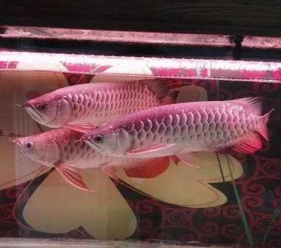 天價(jià)金龍魚價(jià)格多少錢一條：天價(jià)金龍魚價(jià)格多少錢一條金龍魚價(jià)格多少錢一條 龍魚百科 第1張