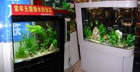 不用換水魚缸：日本推出了一種名為“凈水器”的過濾器