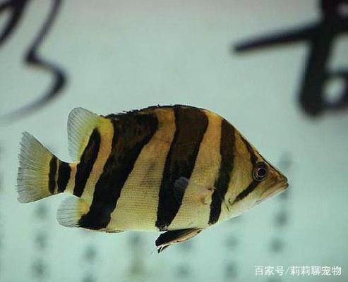 虎魚顏色不穩(wěn)定怎么辦：虎魚的顏色不穩(wěn)定怎么辦