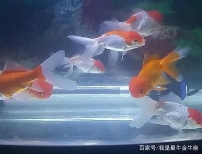 大魚缸金魚多久換一次水?。捍篝~缸金魚換水頻率取決于多種因素 魚缸百科 第1張