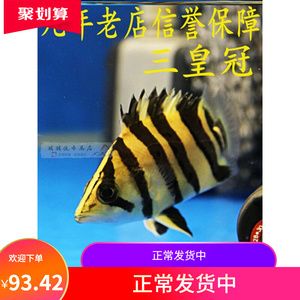 印虎魚能長(zhǎng)多大的魚苗：印尼虎魚的成年體長(zhǎng)可以達(dá)到55-60cm 虎魚百科 第3張