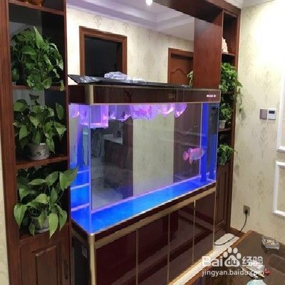 印虎魚怎么讓它白天變明亮：印尼虎魚怎么讓它白天變明亮 虎魚百科 第1張