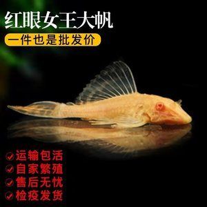 龍魚把女王吃了會怎么樣：龍魚吃掉了女王魚會對水族箱內(nèi)的生態(tài)平衡產(chǎn)生影響