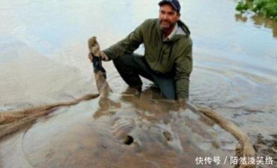 魟魚死了背部發(fā)紅：為什么你的魟魚背部發(fā)紅并且死亡 魟魚百科 第3張