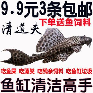 大型魚缸清潔魚選什么好：大型魚缸清潔魚的優(yōu)點(diǎn)和注意事項(xiàng) 魚缸百科 第3張