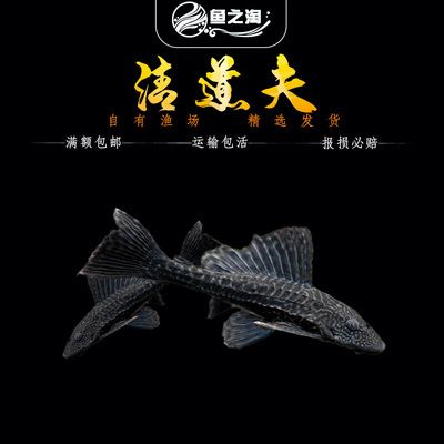 大型魚缸清潔魚選什么好：大型魚缸清潔魚的優(yōu)點(diǎn)和注意事項(xiàng) 魚缸百科 第4張