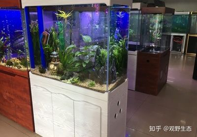 多大魚(yú)缸好：如何選擇合適的魚(yú)缸尺寸 魚(yú)缸百科 第1張