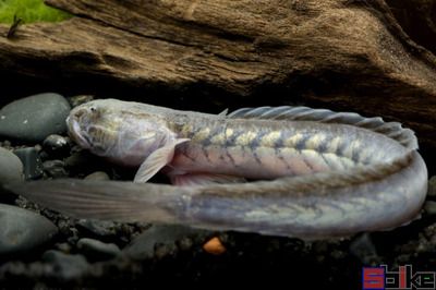 虎魚 黑紋 變淺 還能不能恢復(fù)了：虎魚黑紋變淺了怎么辦 虎魚百科