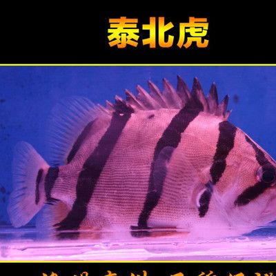 泰北虎多少錢？：泰北虎多少錢 虎魚百科 第1張