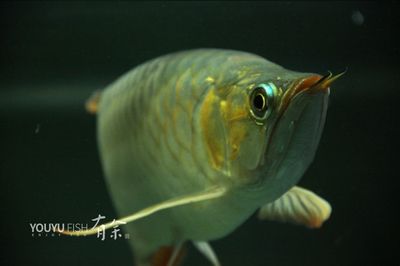 魟魚養(yǎng)一只可以嗎：魟魚可以單獨(dú)飼養(yǎng)嗎 魟魚百科 第2張