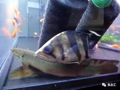 印尼虎魚(yú)最佳飼養(yǎng)溫度和濕度是多少度：印尼虎魚(yú)最佳飼養(yǎng)溫度和濕度是多少度印尼虎魚(yú)最佳飼養(yǎng)注意以下幾點(diǎn) 虎魚(yú)百科 第3張