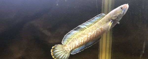 虎魚喂泥鰍好還是金魚好：虎魚喂泥鰍好還是金魚好呢？