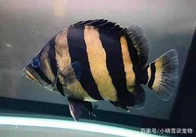 印尼虎魚吃顆粒飼料嗎：印尼虎魚不喜歡吃顆粒飼料，而是偏好活餌料 虎魚百科 第3張