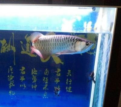 龍魚虎魚喂食時(shí)間表：龍魚和虎魚喂食時(shí)間表 龍魚百科 第1張