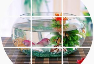 半圓形的魚缸叫什么魚：半圓形的魚缸適合養(yǎng)哪些魚？ 魚缸百科 第4張