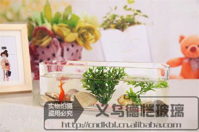 玻璃魚缸好還是陶瓷魚缸好呢：玻璃魚缸vs陶瓷魚缸如何選擇合適的魚缸？ 魚缸百科 第3張