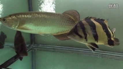 印尼虎魚(yú)暴斃原因分析：印尼虎魚(yú)暴斃原因分析印尼虎魚(yú)暴斃原因分析