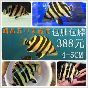 5厘米虎魚喂什么好養(yǎng)活：5厘米的虎魚在喂養(yǎng)方面需要注意什么？