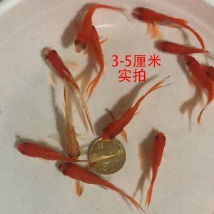 紅龍魚魚苗價(jià)格：紅龍魚價(jià)格多少錢一條