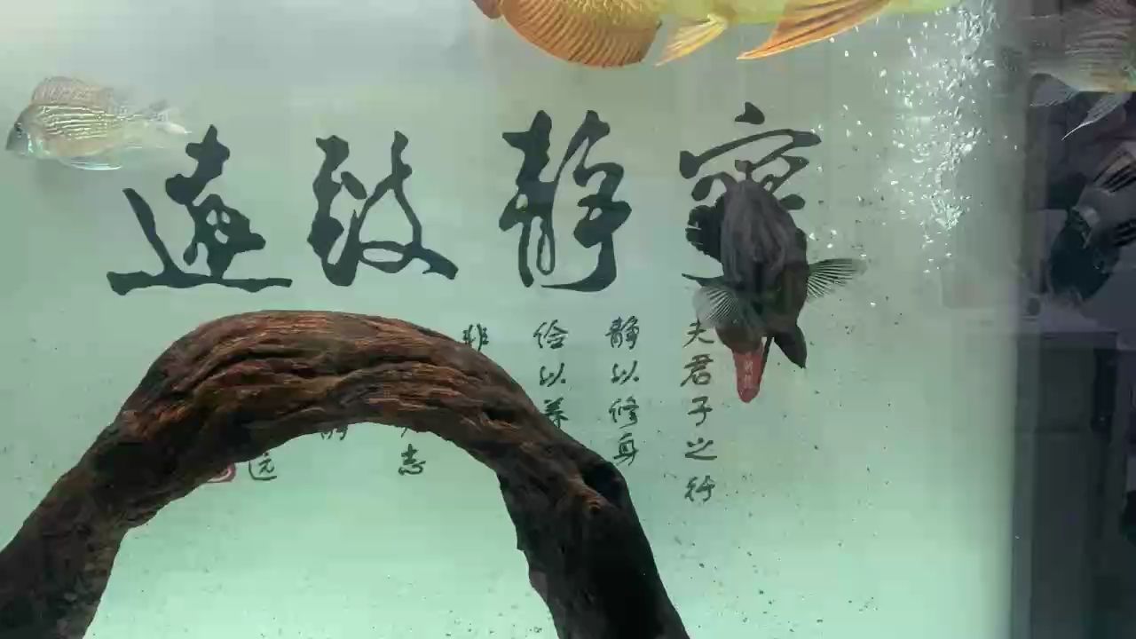 過(guò)完年，回來(lái)，虎魚(yú)水霉好了，龍魚(yú)背部還有少量霉菌。比平時(shí)多換了一些水。正常養(yǎng)護(hù)，喂食量偏少一點(diǎn)點(diǎn)。：大澳鄭師傅評(píng)論：虎魚(yú)水霉好了，龍魚(yú)背部還有少量霉菌 觀賞魚(yú)論壇