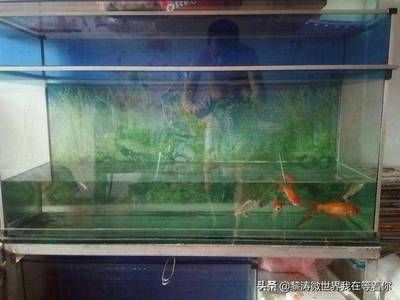 大魚缸哪里買好：大型魚缸養(yǎng)護(hù)技巧養(yǎng)護(hù)技巧養(yǎng)護(hù)大型魚缸養(yǎng)護(hù)技巧 魚缸百科 第1張