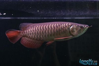 金龍魚黑缸還是白缸：選擇金龍魚的缸體顏色時(shí)黑缸和白缸都有各自的優(yōu)缺點(diǎn) 龍魚百科 第3張