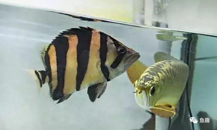 虎魚包脖長大了就會斷嗎：虎魚包脖長大了會斷嗎 虎魚百科 第3張