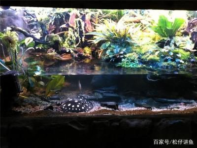 魟魚怎么過水入缸視頻：魟魚怎么過水入缸