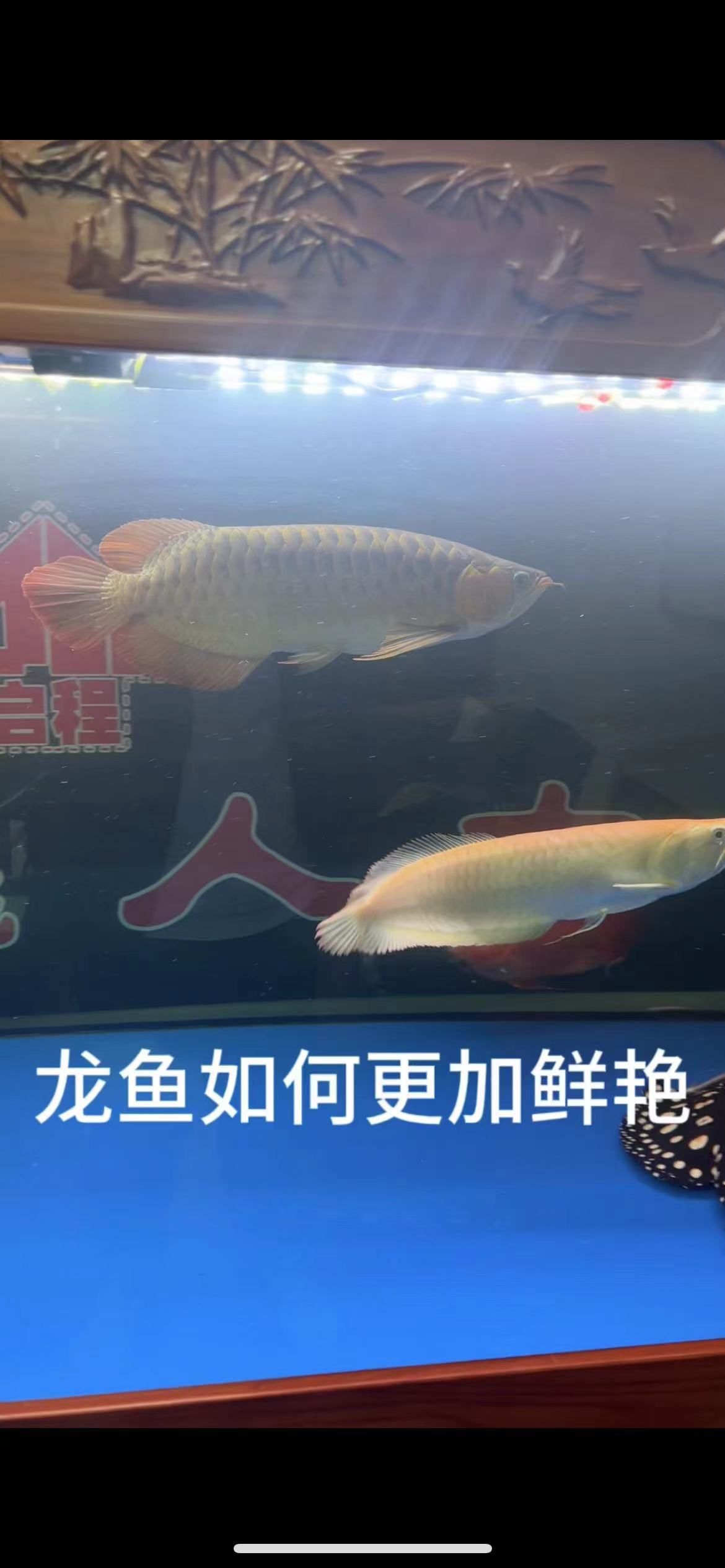 龍魚如何更加鮮艷：養(yǎng)龍魚的注意事項 觀賞魚論壇