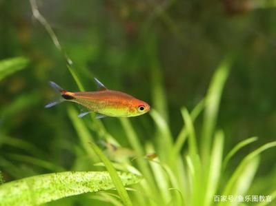 魟魚幼魚：魟魚幼魚的飼養(yǎng)注意事項 魟魚百科 第1張