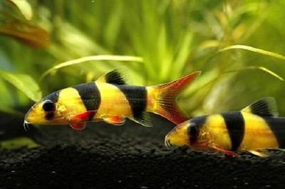 彩蝶魚(yú)缸雙出水口怎么拆下來(lái) 彩鰈魚(yú)缸（彩蝶魚(yú)缸）